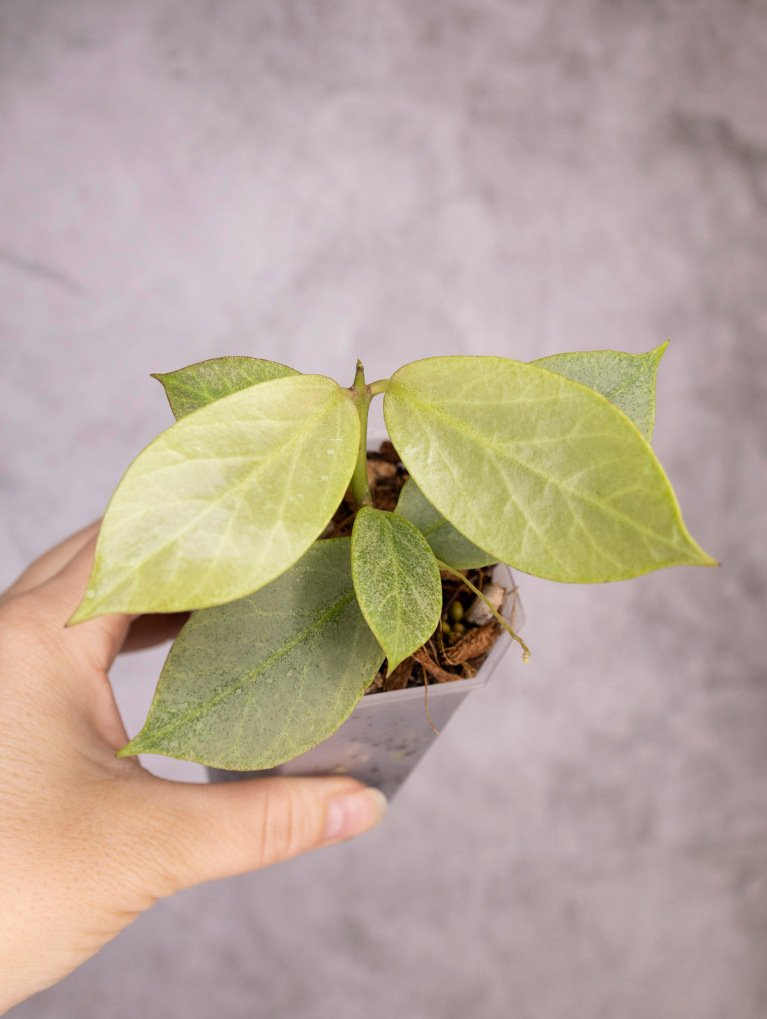 Hoya Obscura Cryptic Chrome