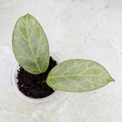 Hoya Obscura Silver 