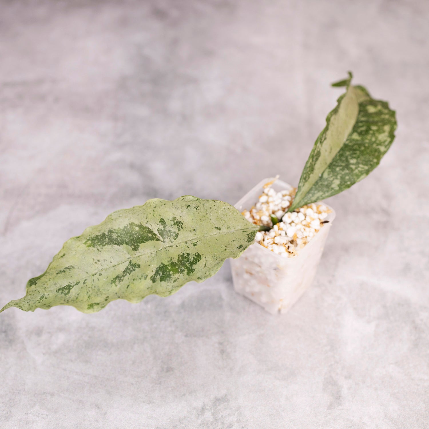 Hoya occultata Silver (wavy leaves)