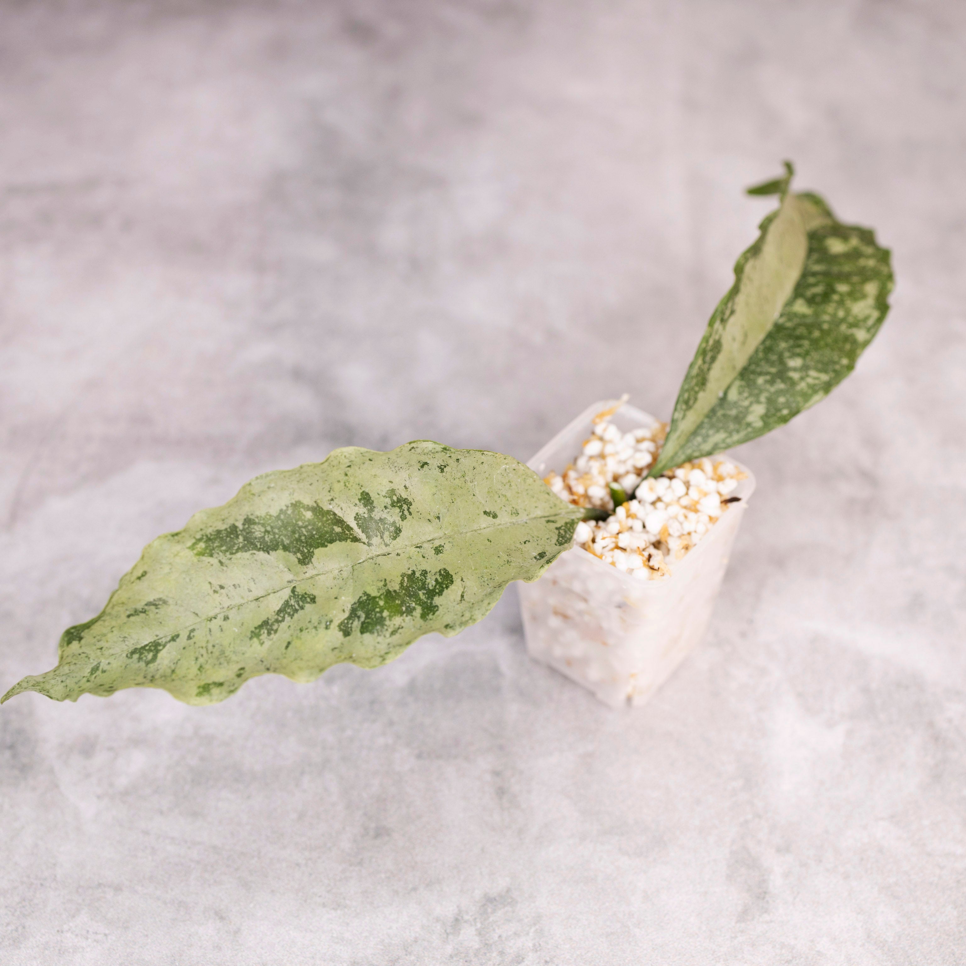 Hoya occultata Silver (wavy leaves)