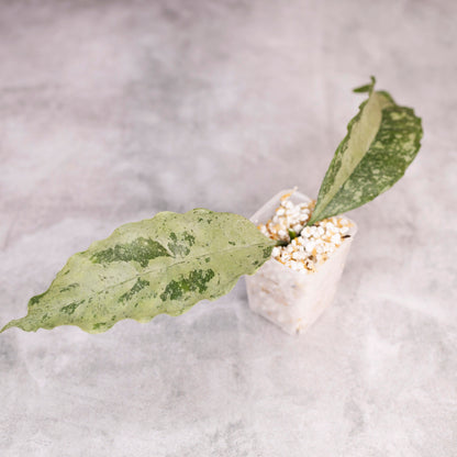 Hoya occultata Silver (wavy leaves)