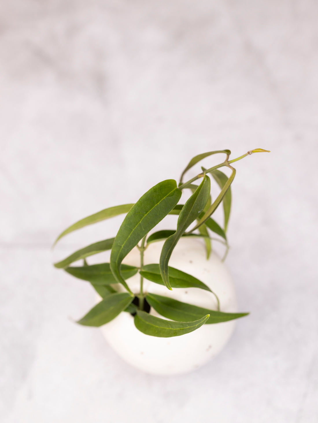 Hoya oligantha