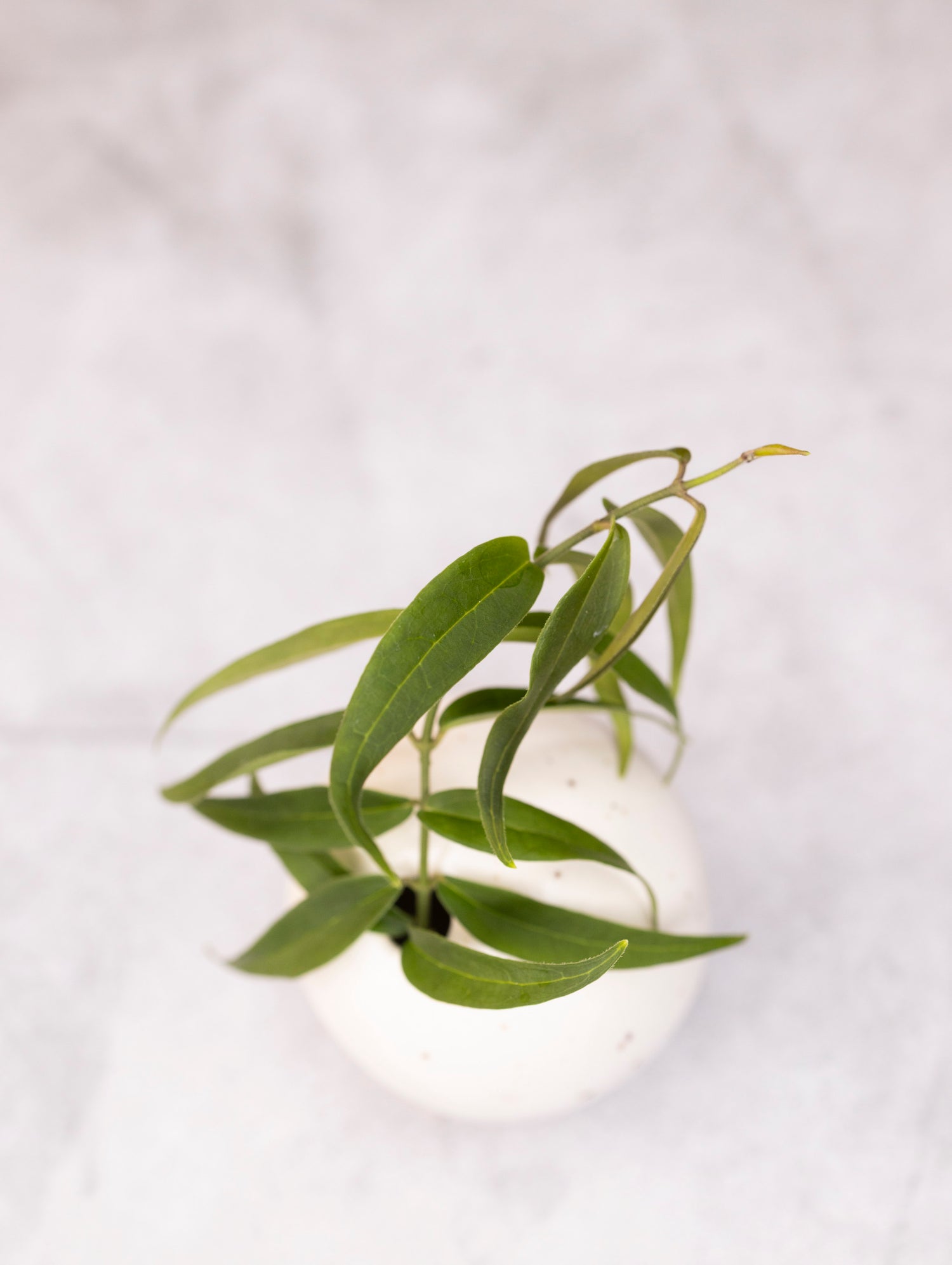 Hoya oligantha