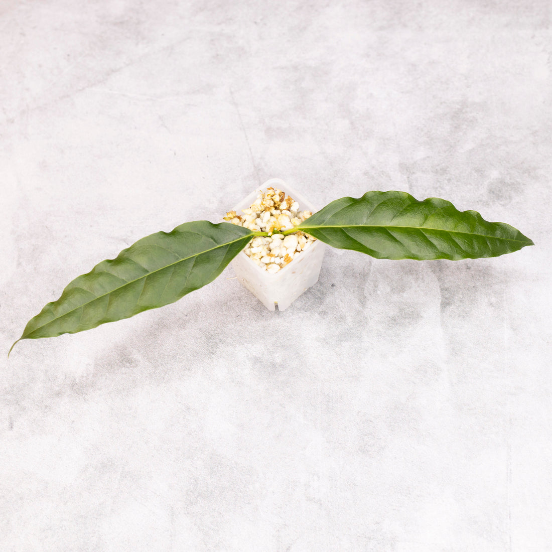 Hoya Papaschonii
