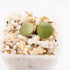 Hoya Peltata