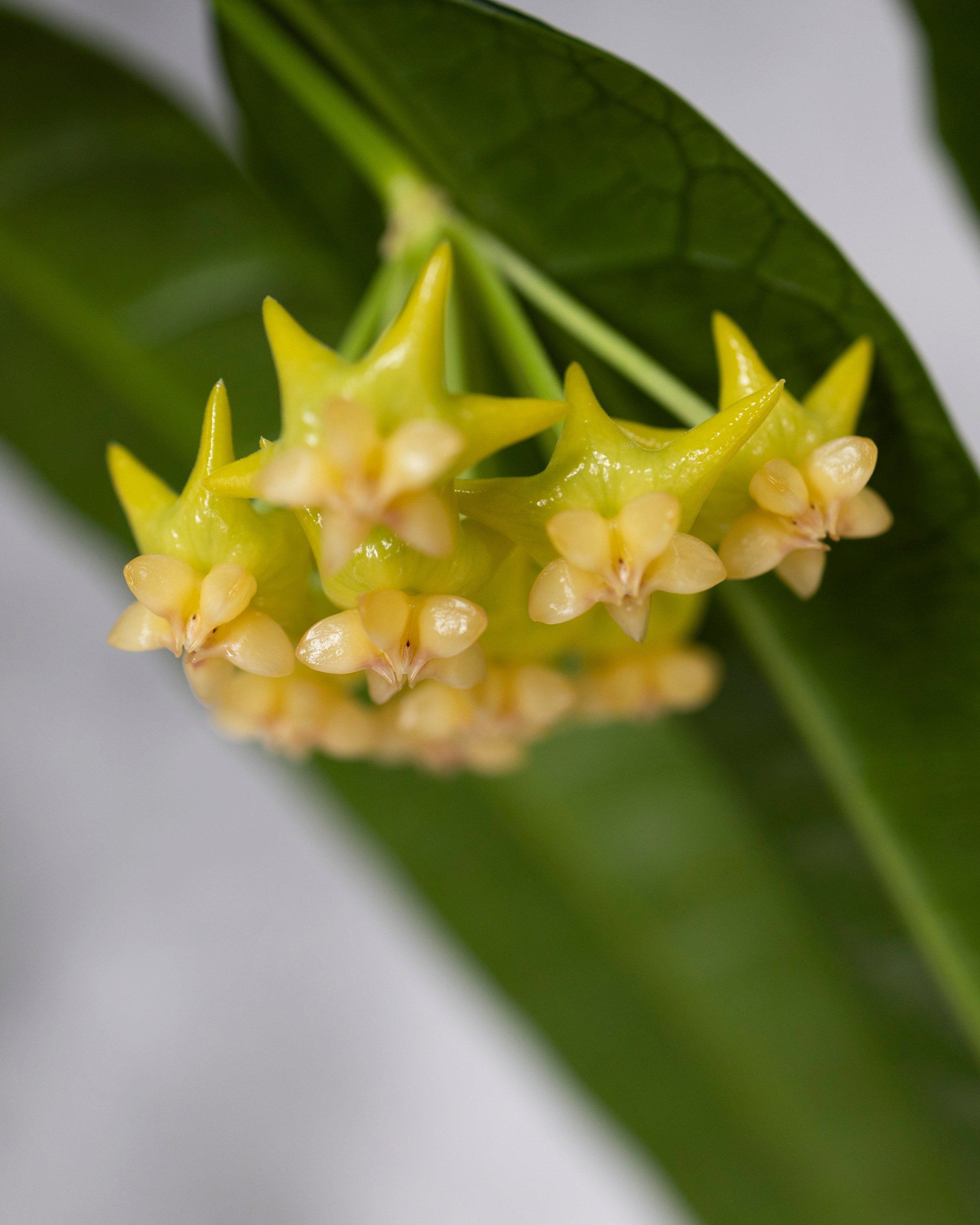 Hoya platycaulis Close-up of a cluster of small yellow flowers with green leaves on a blurred background