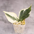 Hoya Polyneura Outer Variegated Splash