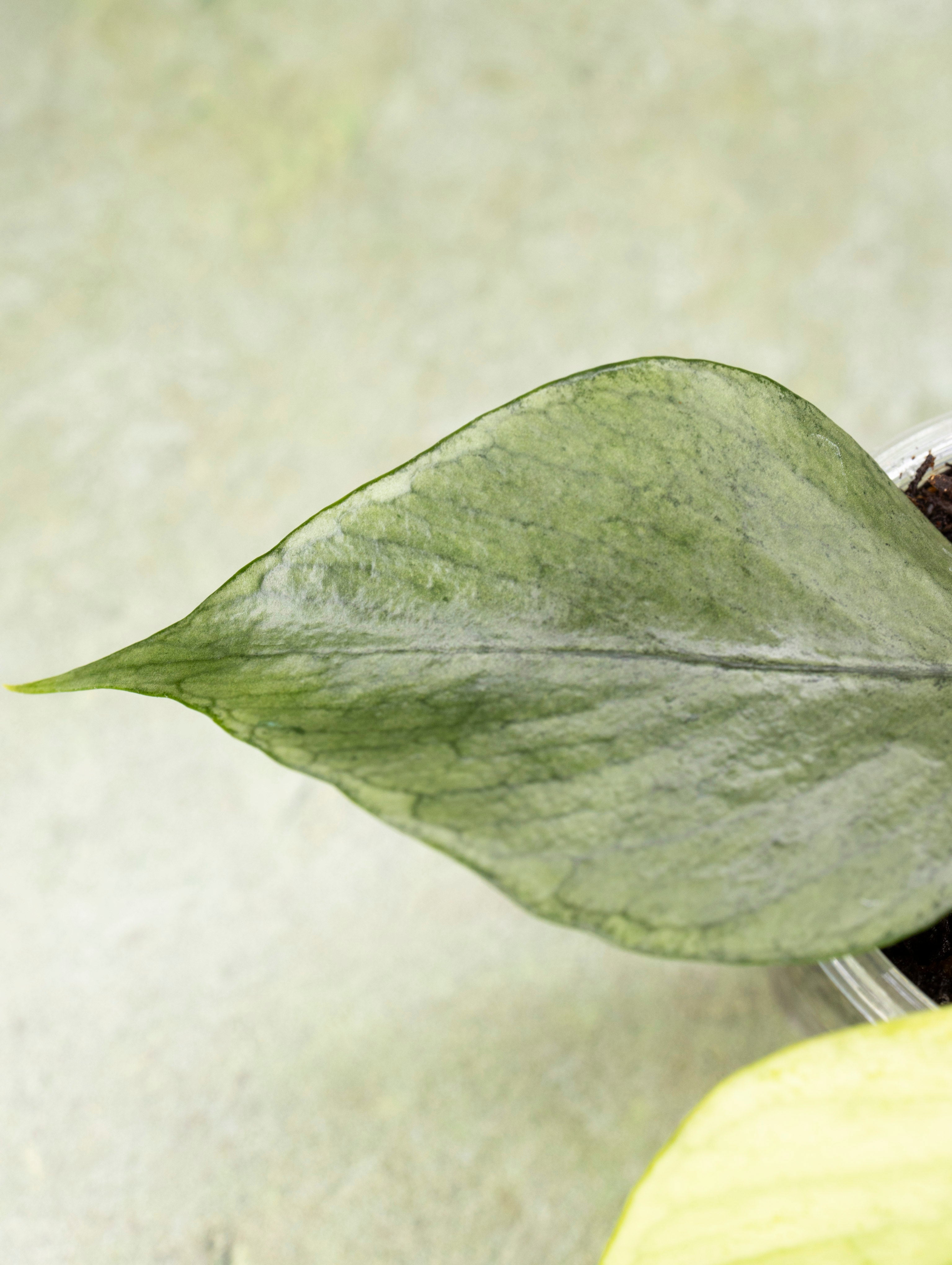 Hoya Polyneura Silver