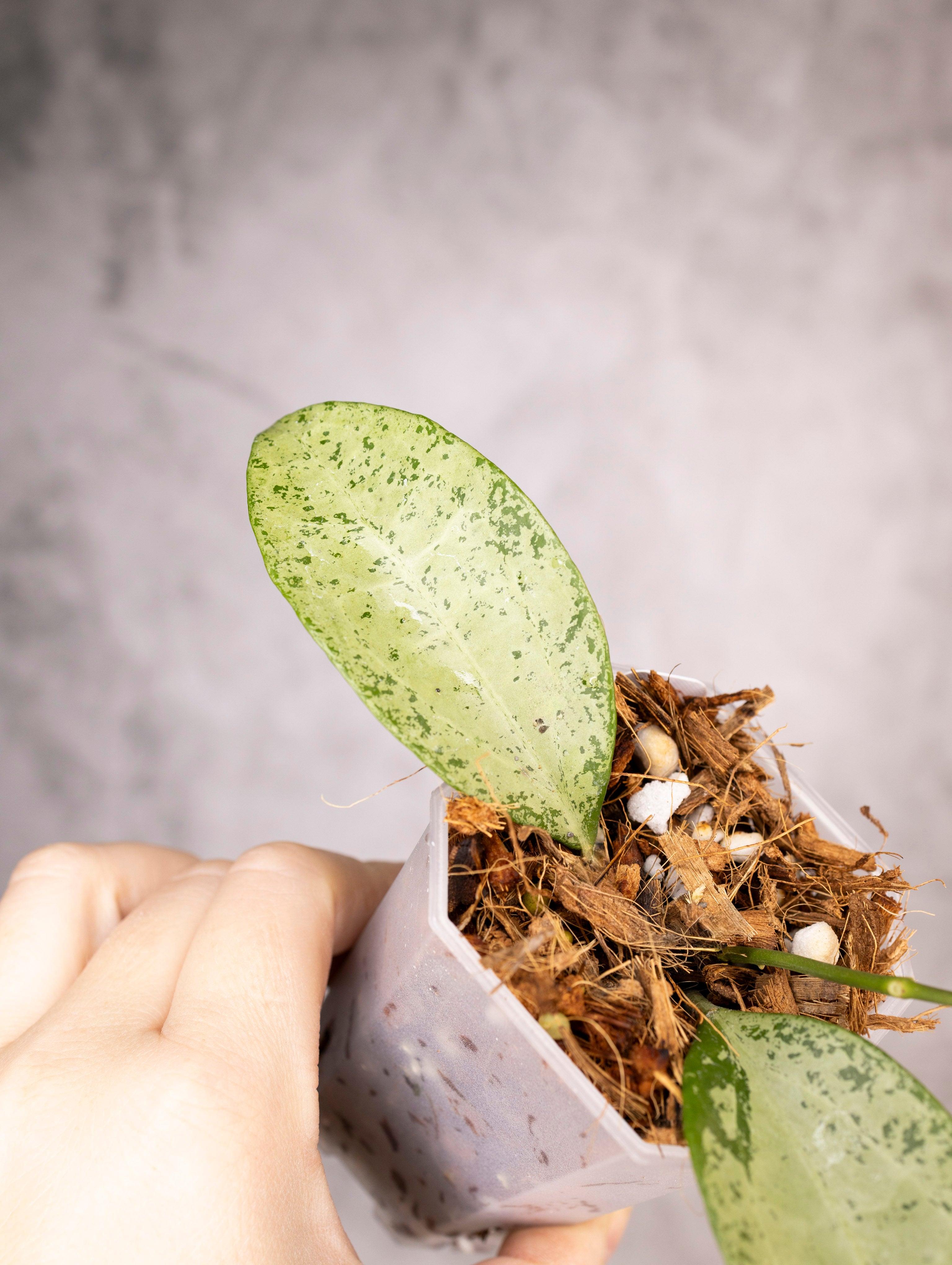 Hoya Pottsii Silver