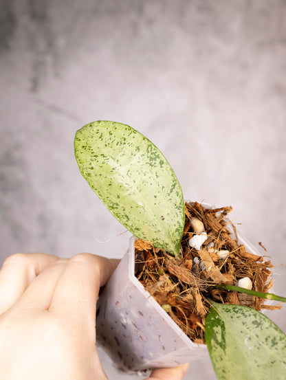 Hoya Pottsii Silver