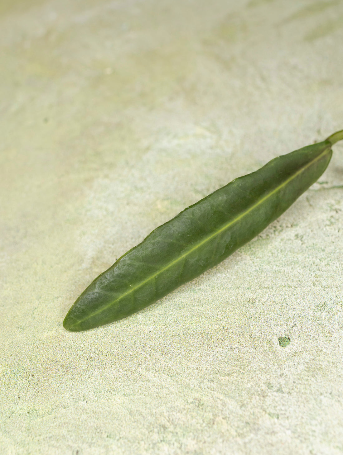 Hoya Pulchra