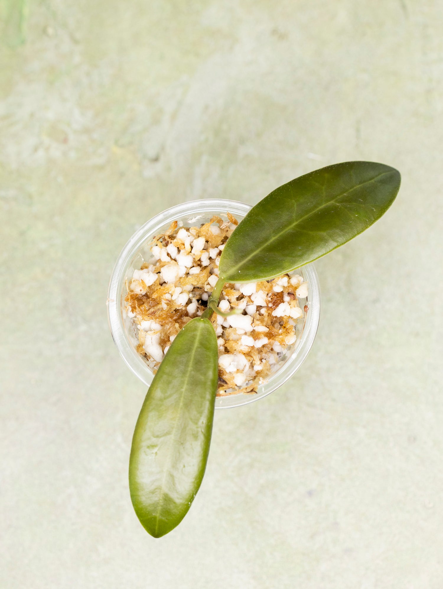 Hoya Pulchra (small leaves)