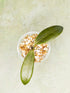 Hoya Pulchra (small leaves)