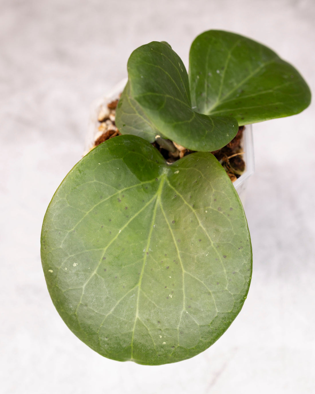 Potted Hoya plant with large green leaves on a light gray background