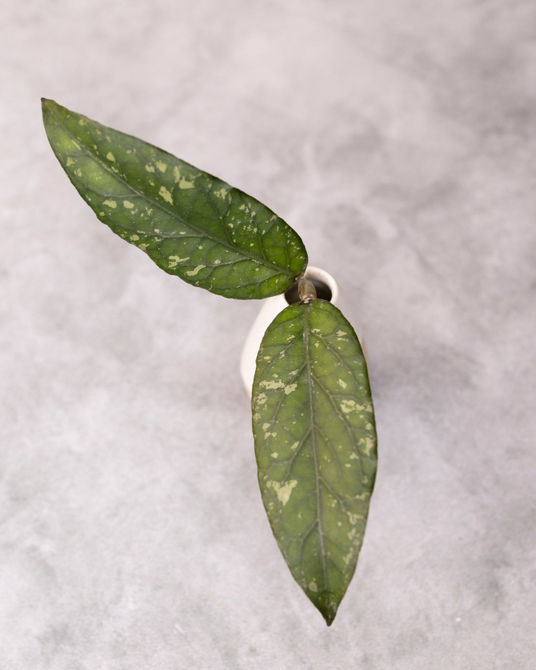 Hoya sp. Takengon &