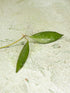 Hoya Rosita Splash