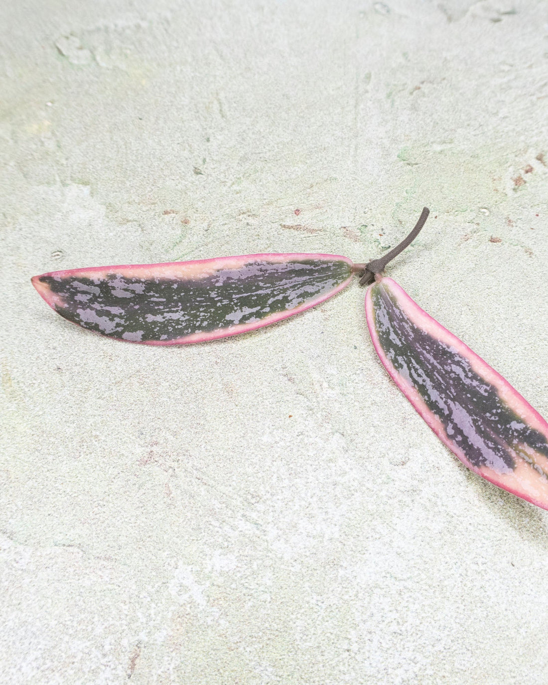 Hoya Sigillatis Albomarginata