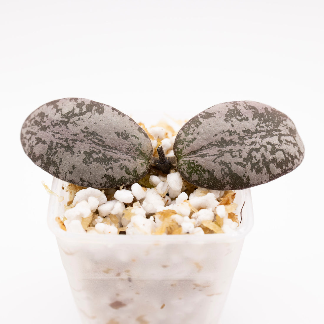 Hoya Sigillatis Silver Round Leaves