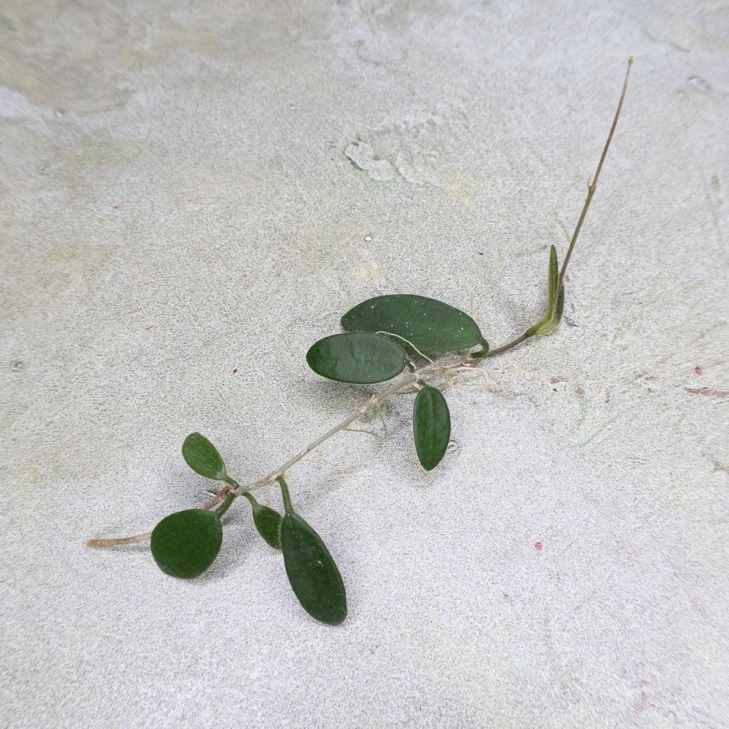 Hoya Spectatissima