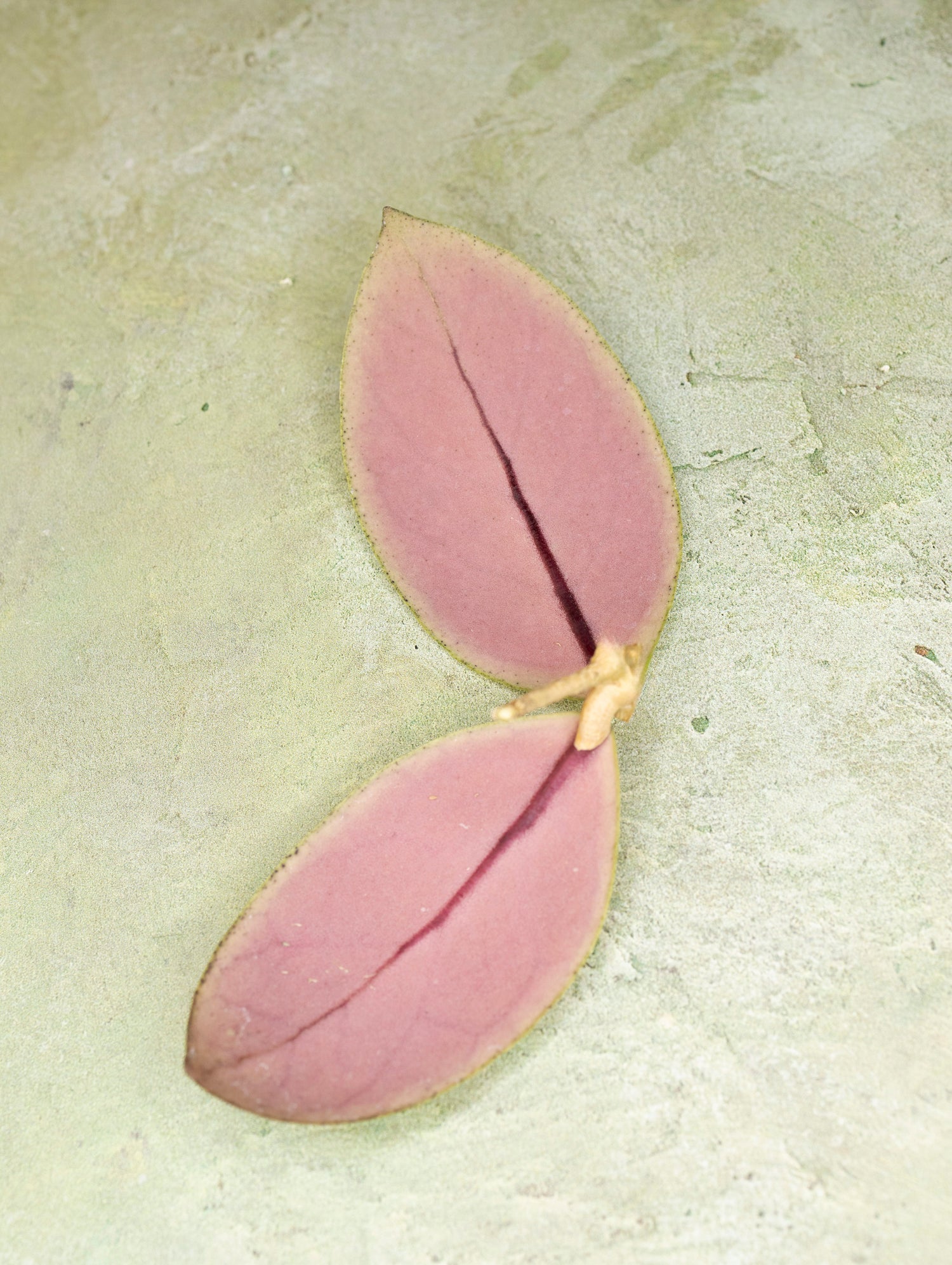 Hoya sp Talang Ogan Ilir