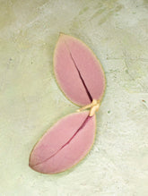 Hoya sp Talang Ogan Ilir