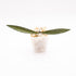Hoya Tanggamus Bamboo Leaf