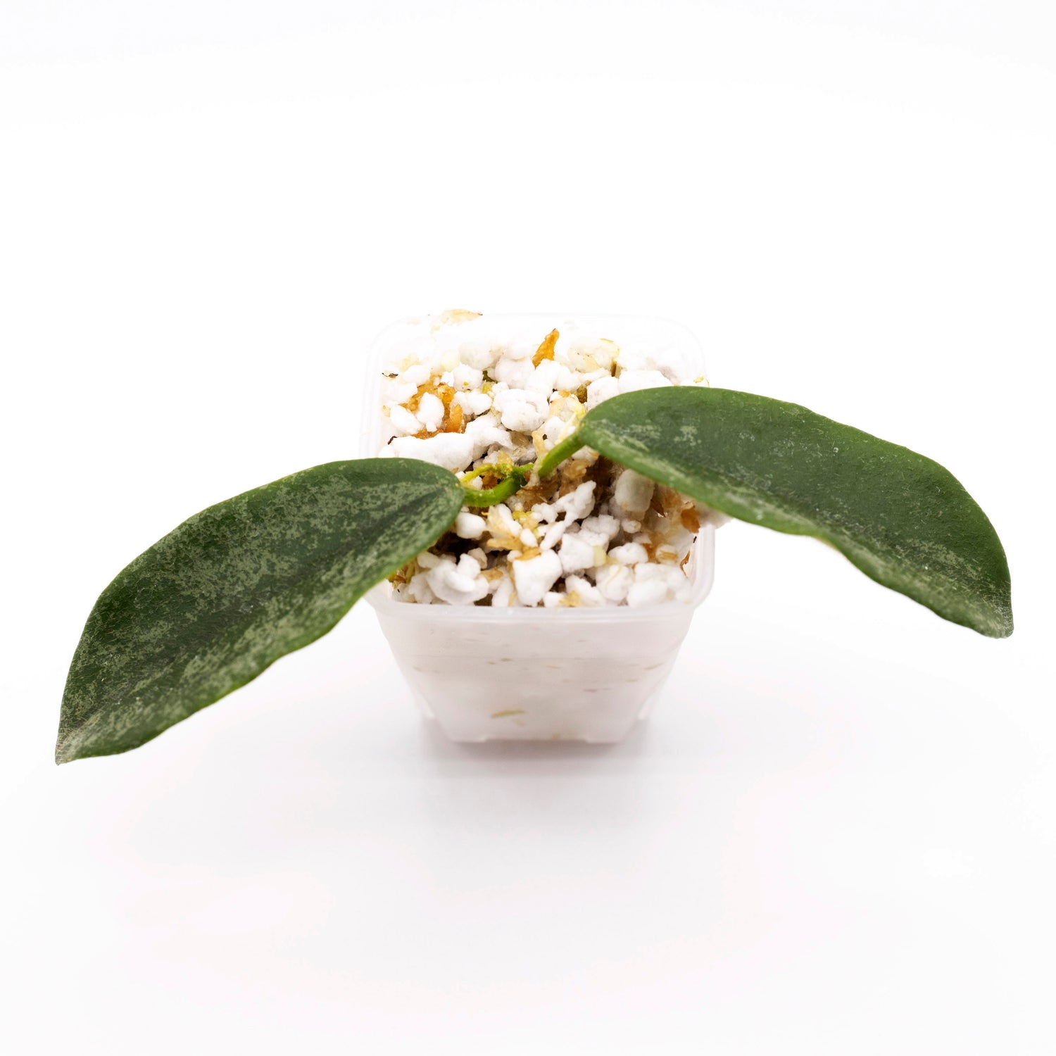 Hoya Thomsonii (Big Leaves)