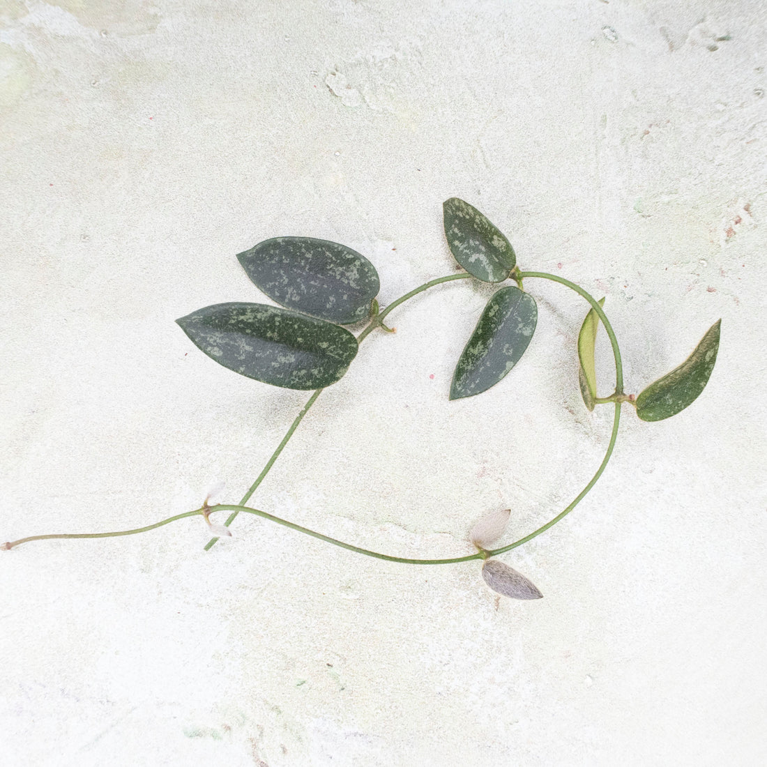 Hoya Thomsonii Splash