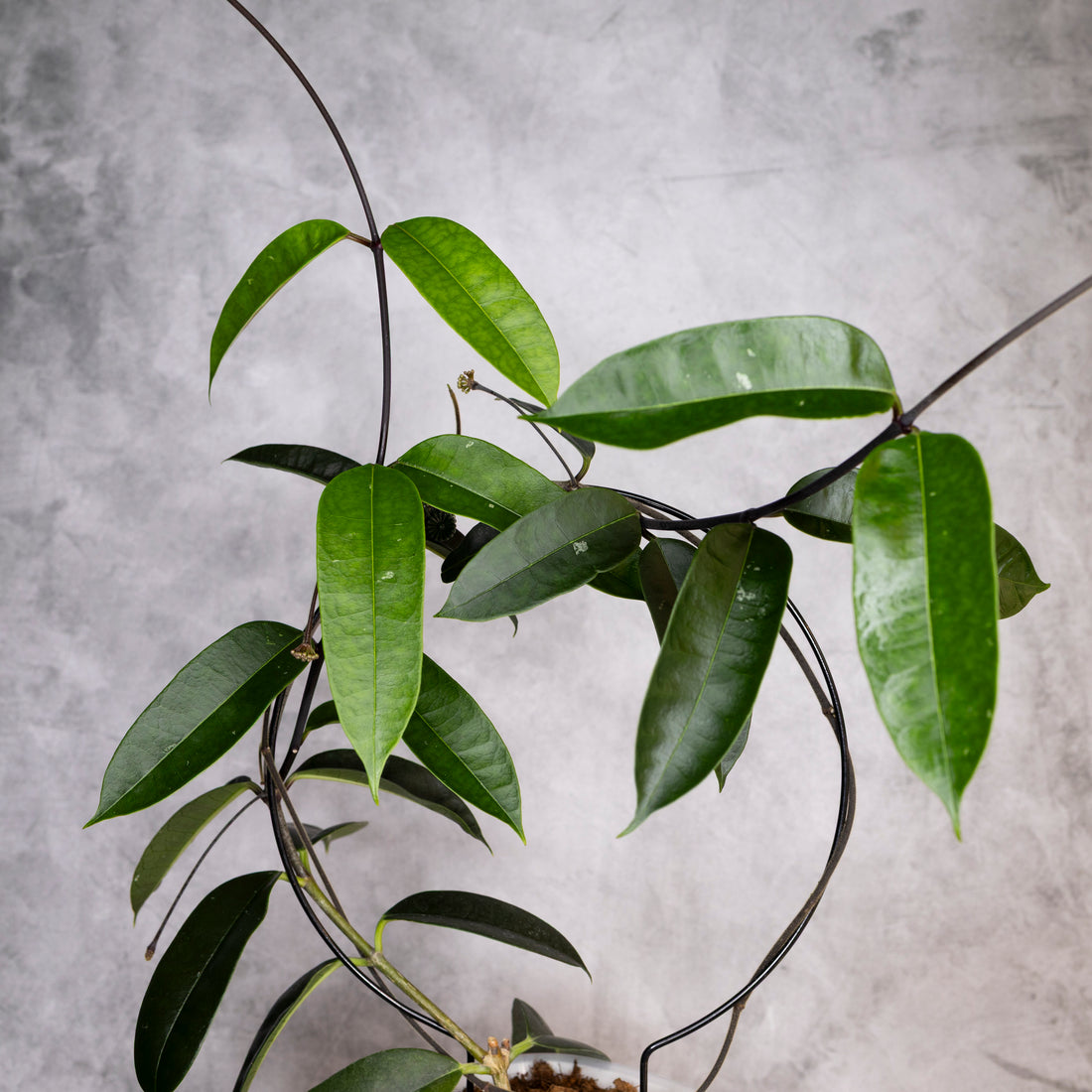 Hoya Thuathienhuensis, green leaves on a branch against a gray concrete background