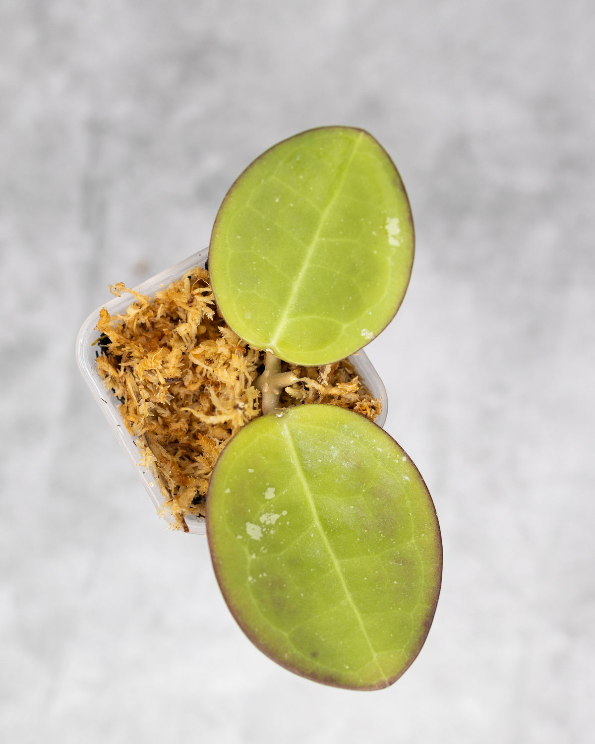 Hoya tomataensis (Indonesia)
