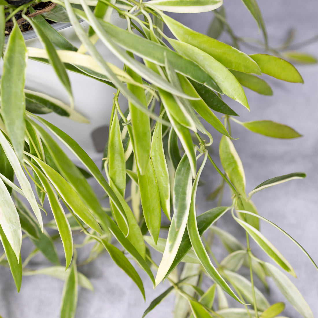 Close-up of green leaves with a blurred background