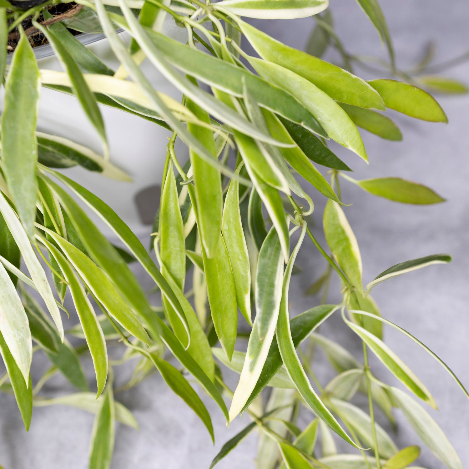 Close-up of green leaves with a blurred background