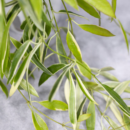 Close-up of green leaves on a light gray background