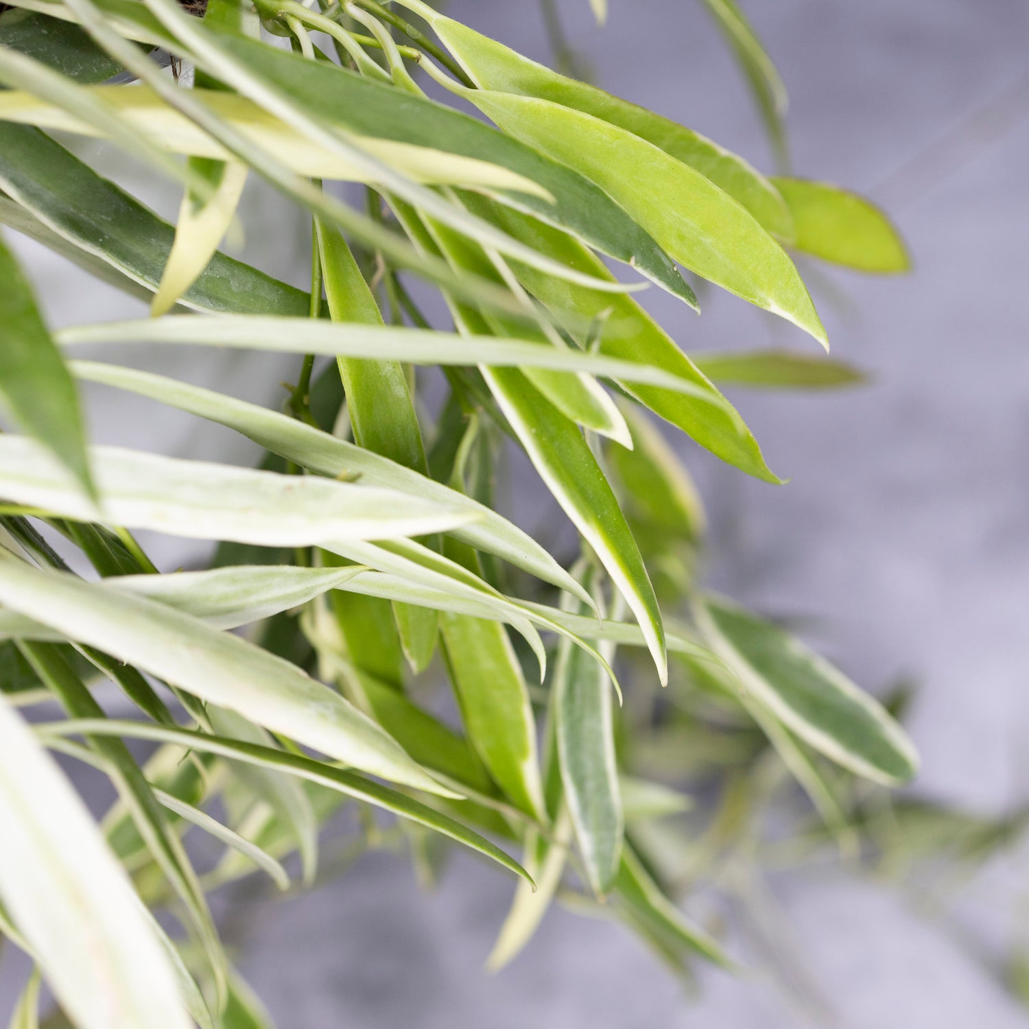 Close-up of green leaves with a blurred gray background