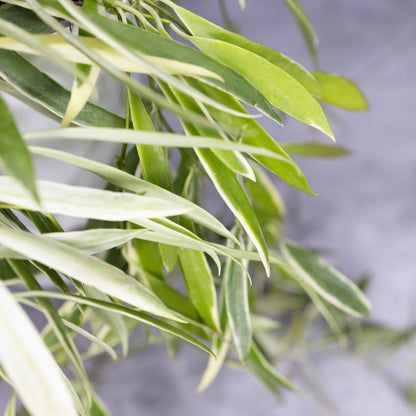 Close-up of green leaves with a blurred gray background