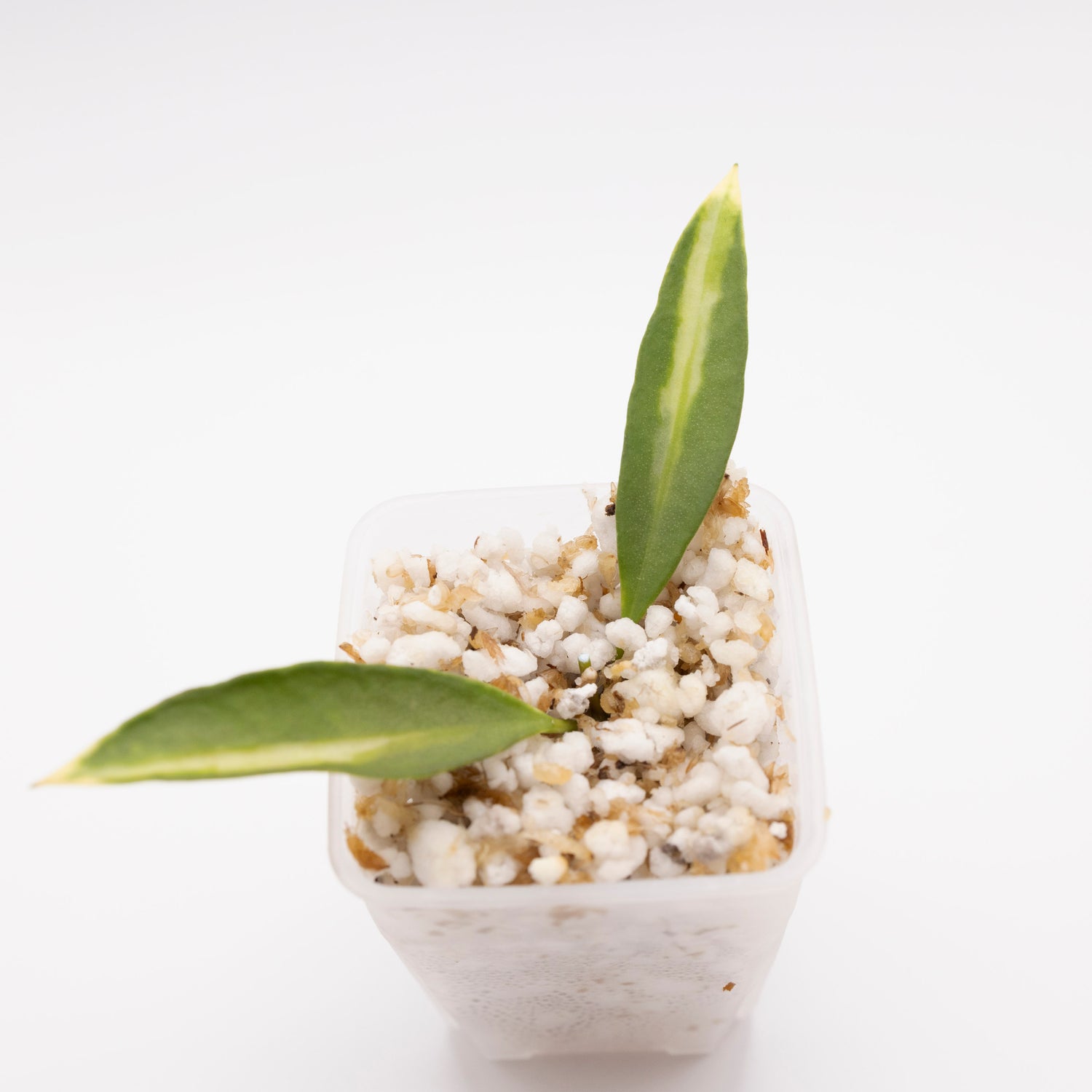 Hoya Tsangii Inner Variegated