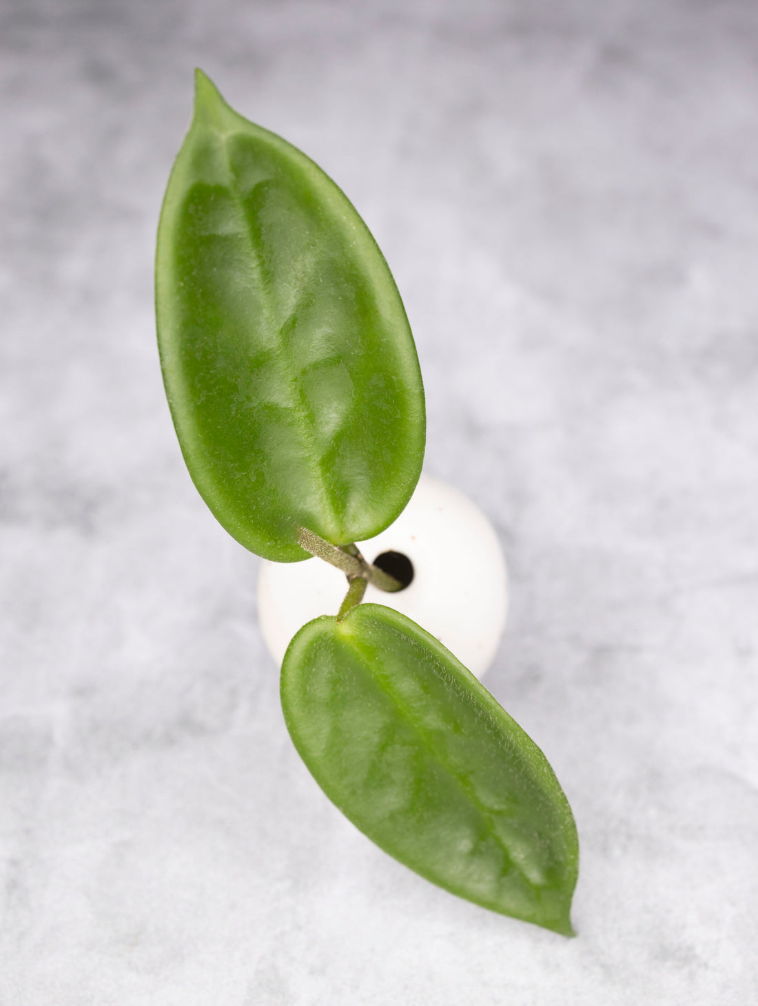 Hoya vangviengiensis