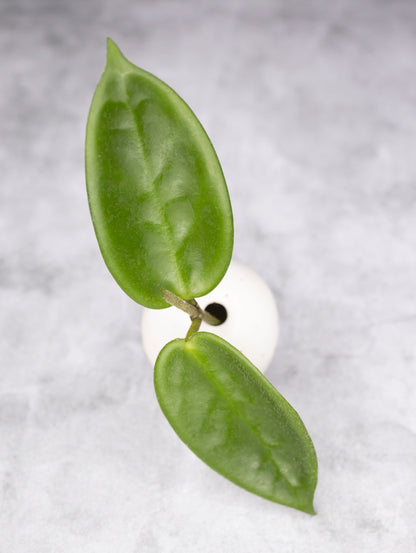 Hoya vangviengiensis