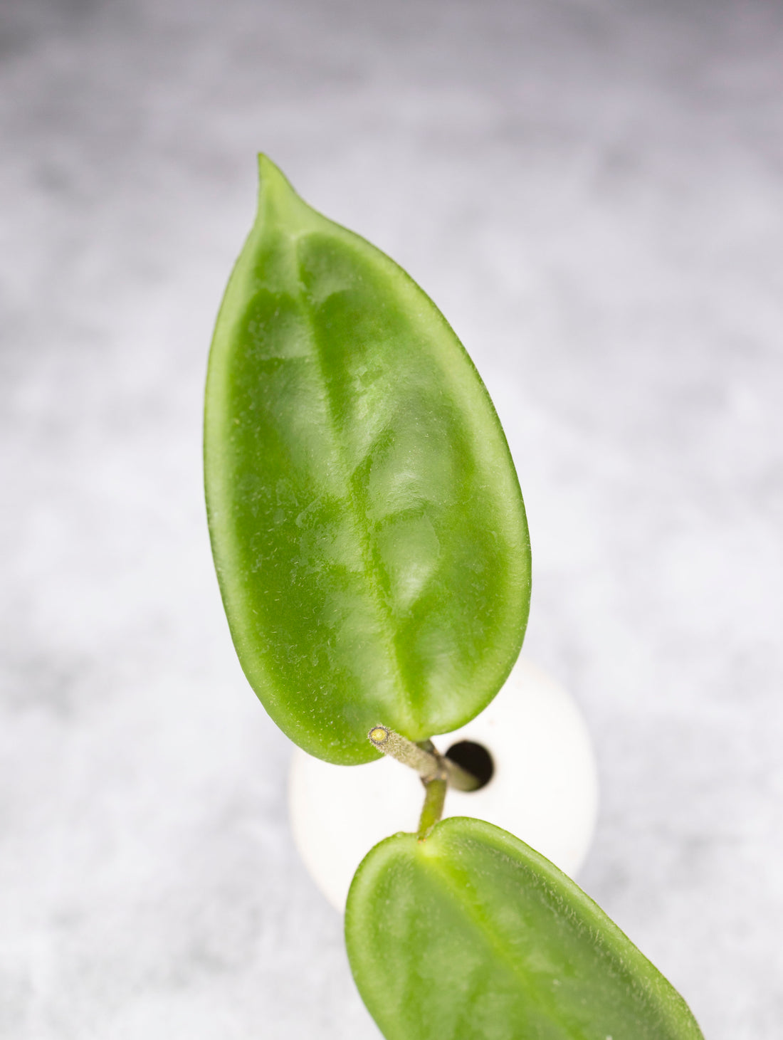 Hoya vangviengiensis