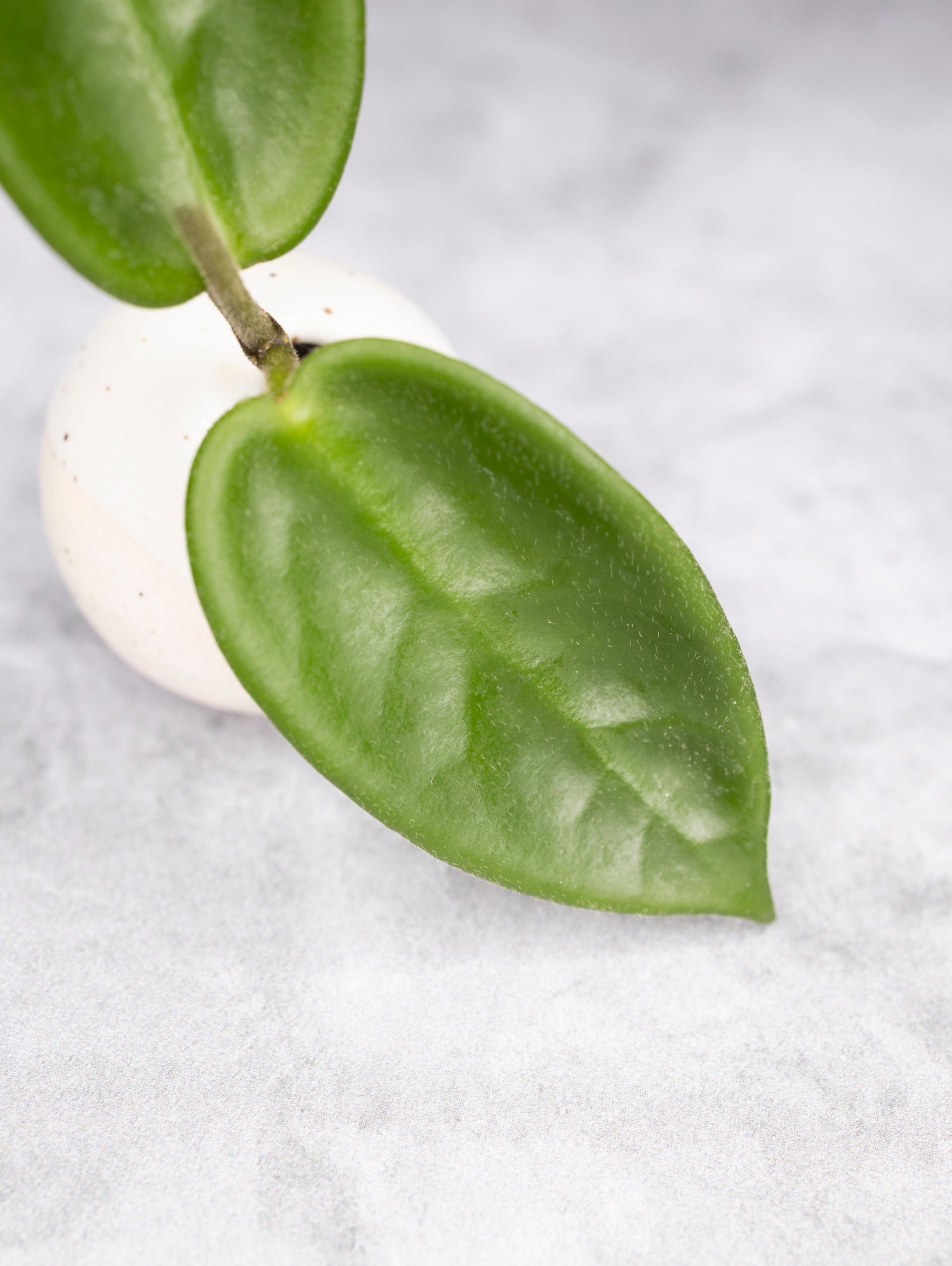Hoya vangviengiensis