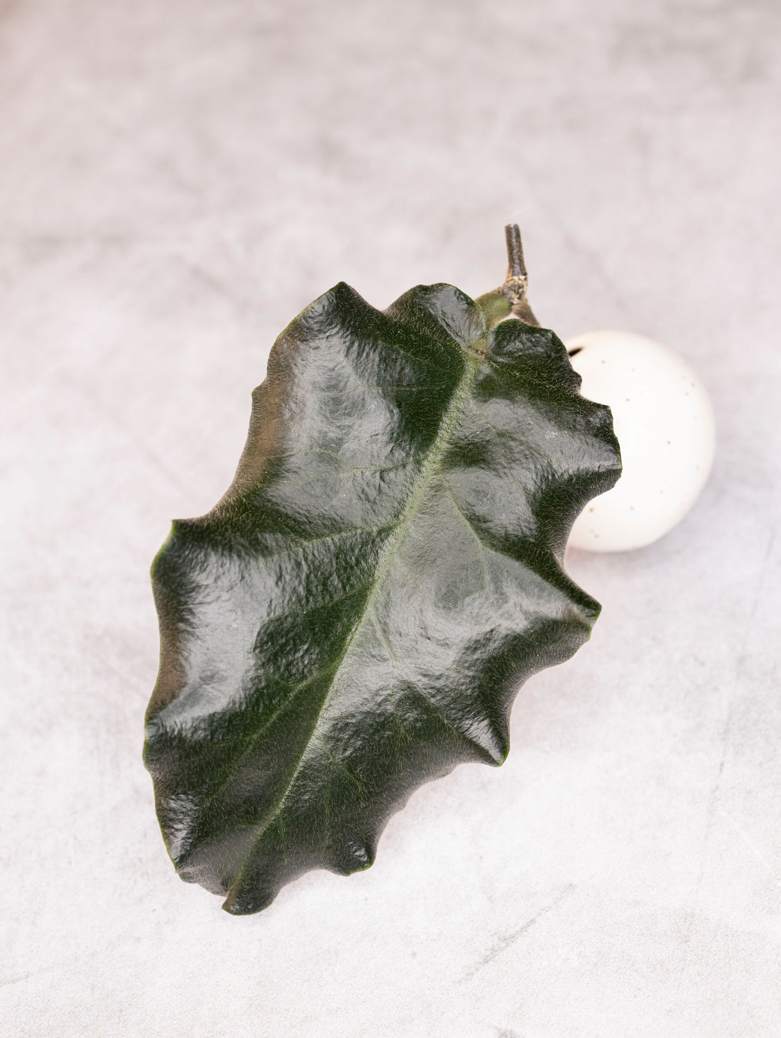 Hoya versteegii