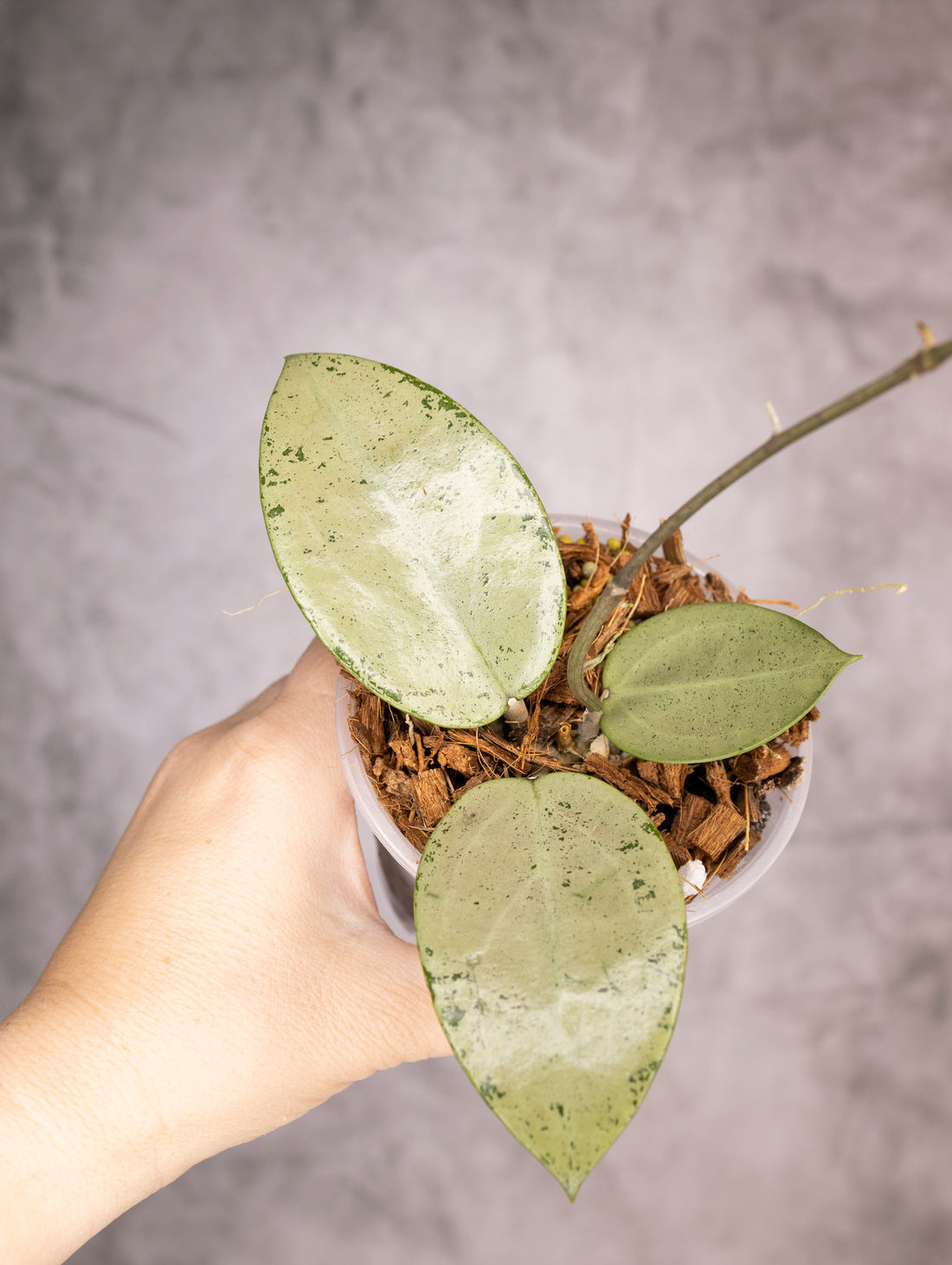 Hoya Verticillata Silver Heart