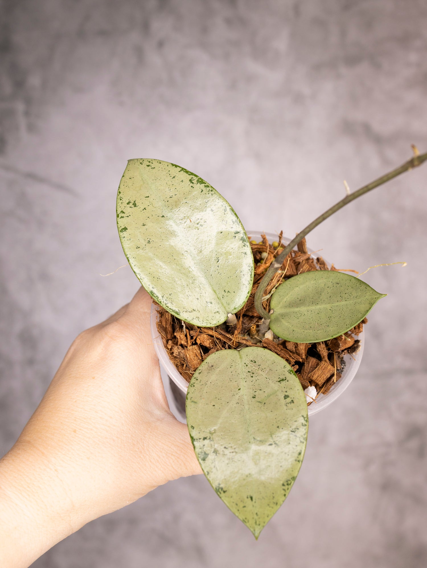 Hoya Verticillata Silver Heart
