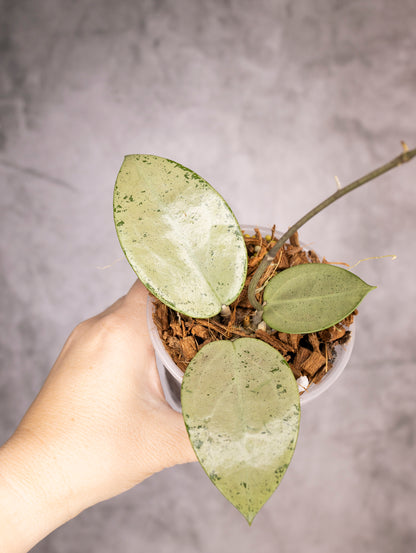 Hoya Verticillata Silver Heart