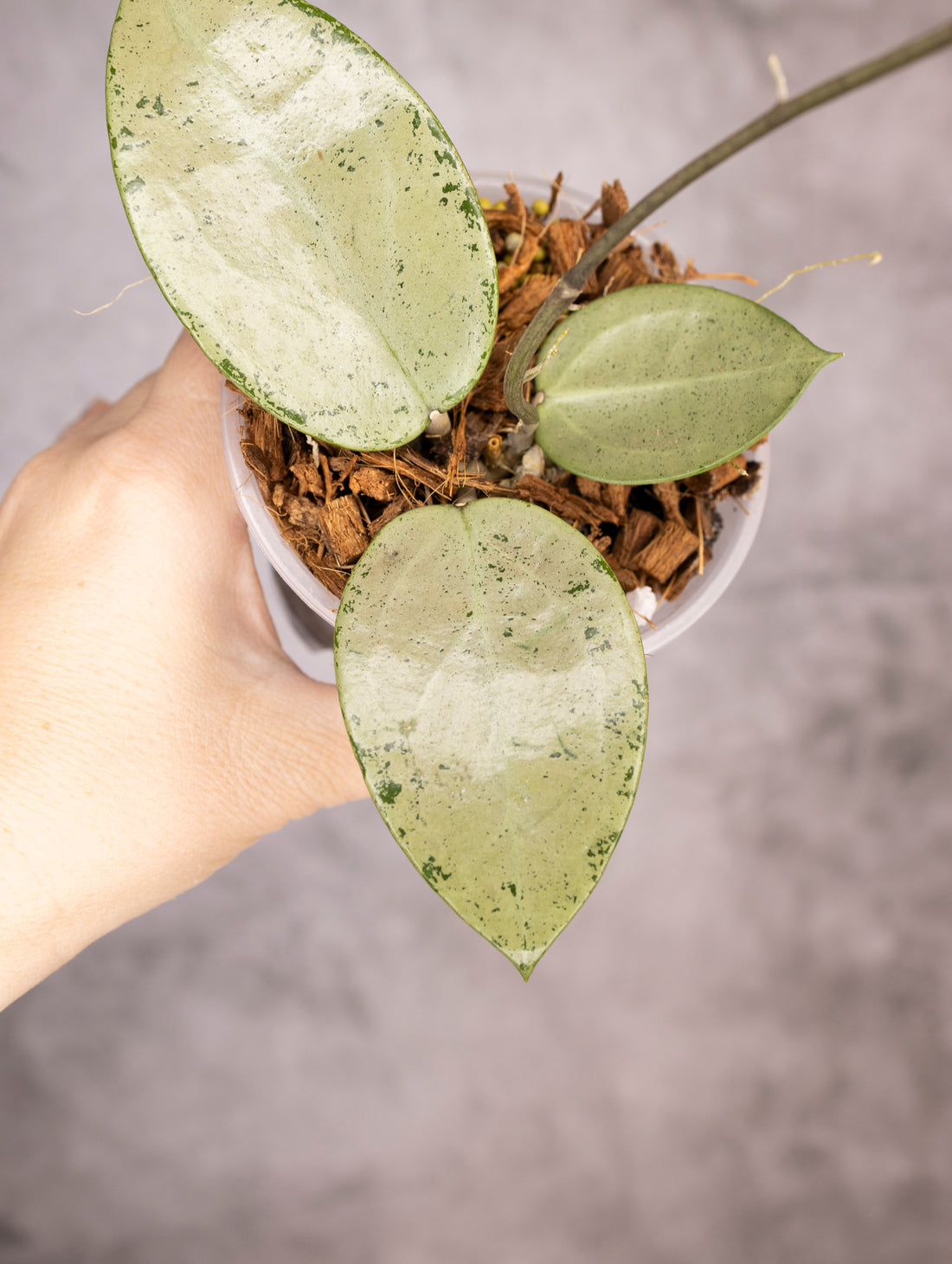 Hoya Verticillata Silver Heart