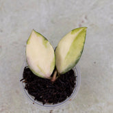 Hoya Walliniana Variegated