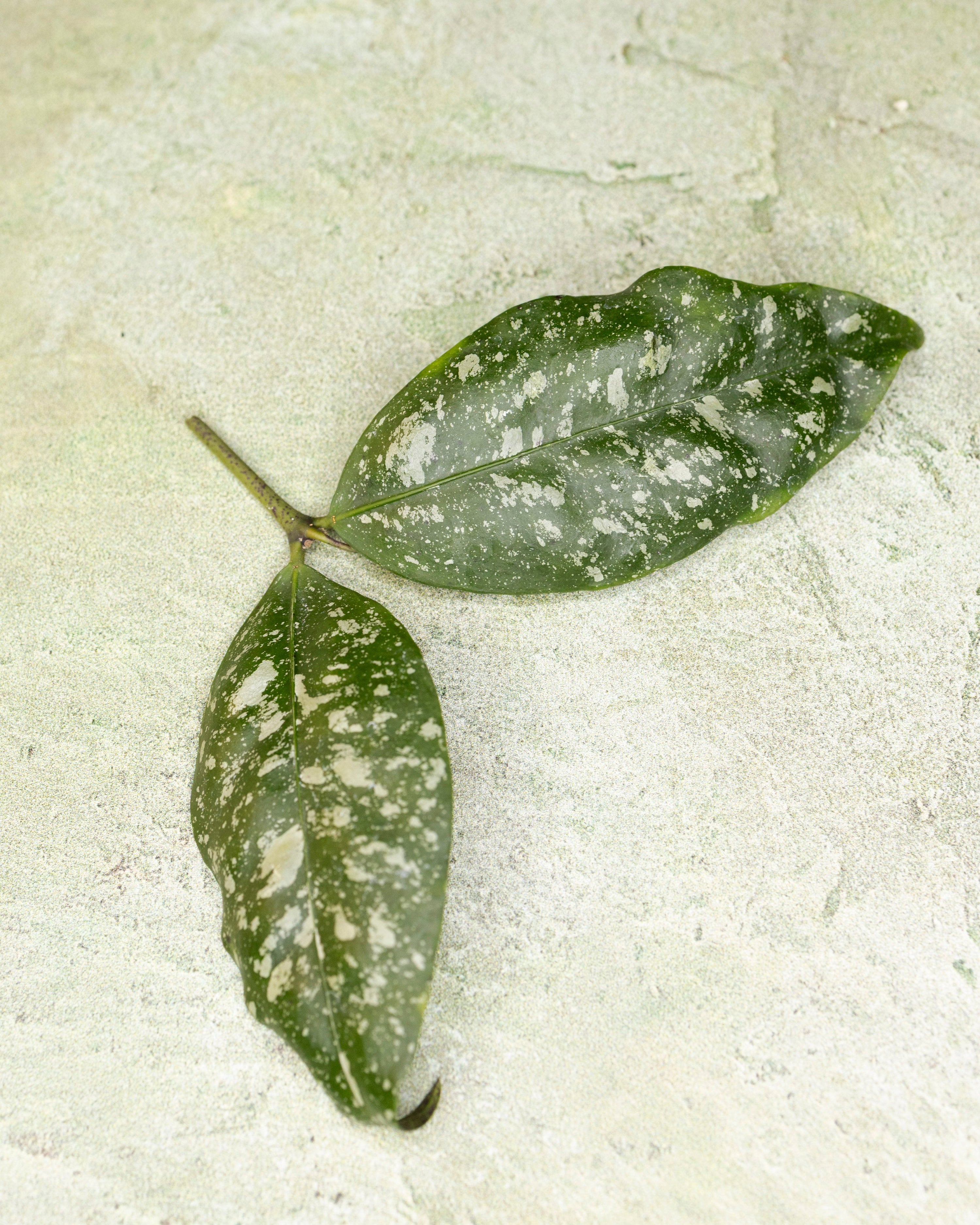 Hoya sp Garut West Java