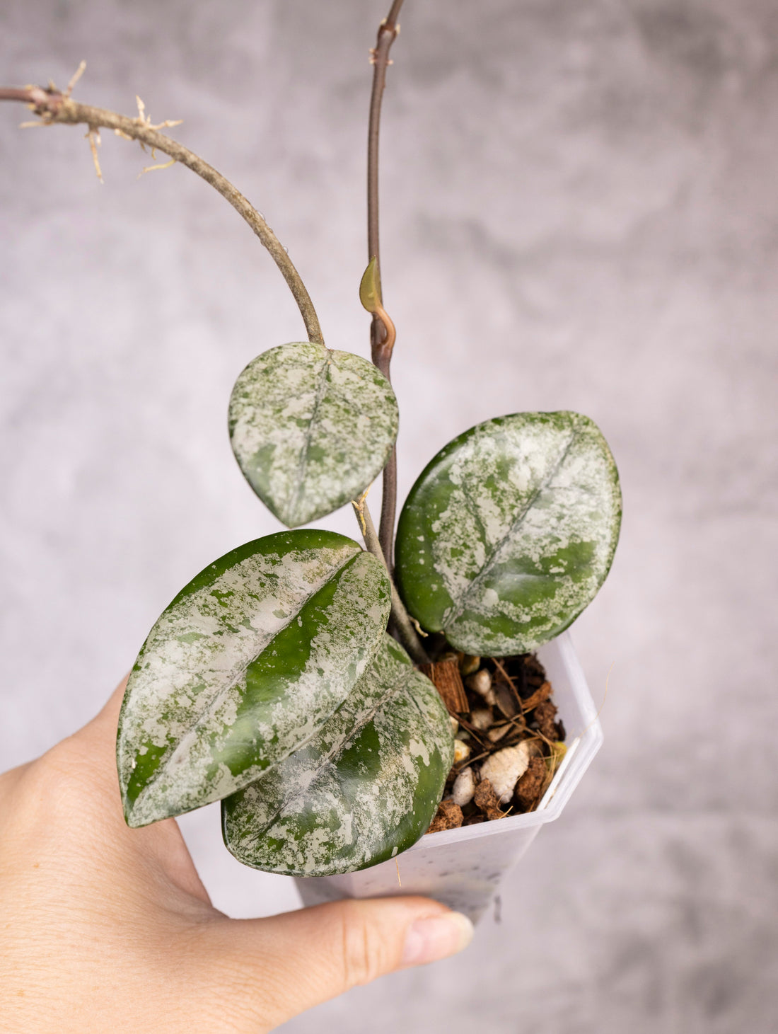 Hoya Carnosa Wilbur Graves