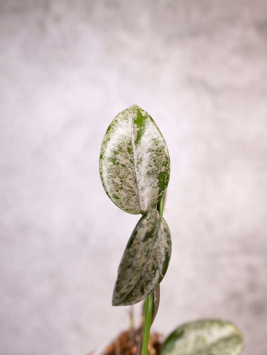 Hoya Carnosa Wilbur Graves