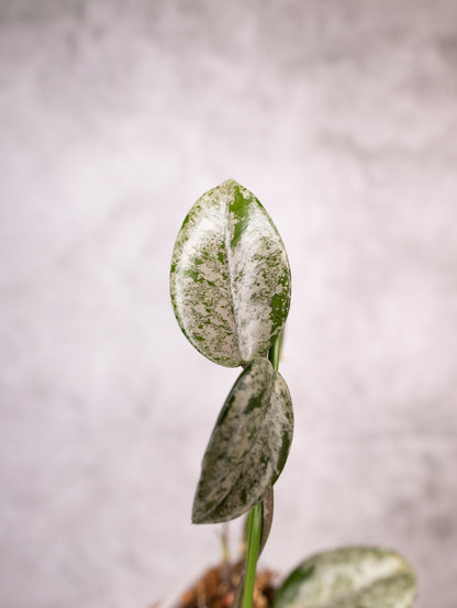 Hoya Carnosa Wilbur Graves